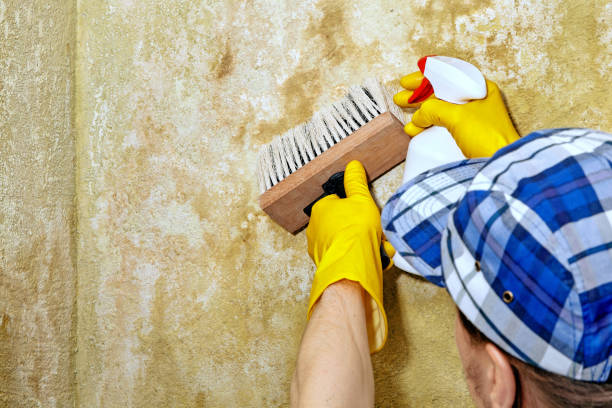 Trusted Crosspointe, VA Mold Removal Experts